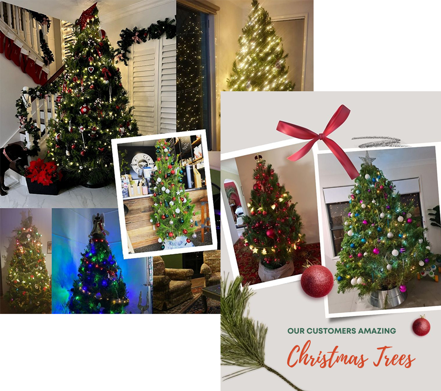 Our Customers Christmas Trees